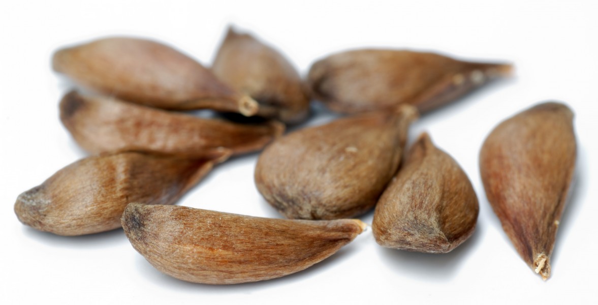 Apple seeds - variety Pinova (aka)
