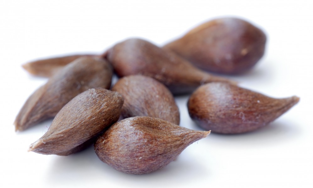 Apple seeds - variety Prinzenapfel (aka)