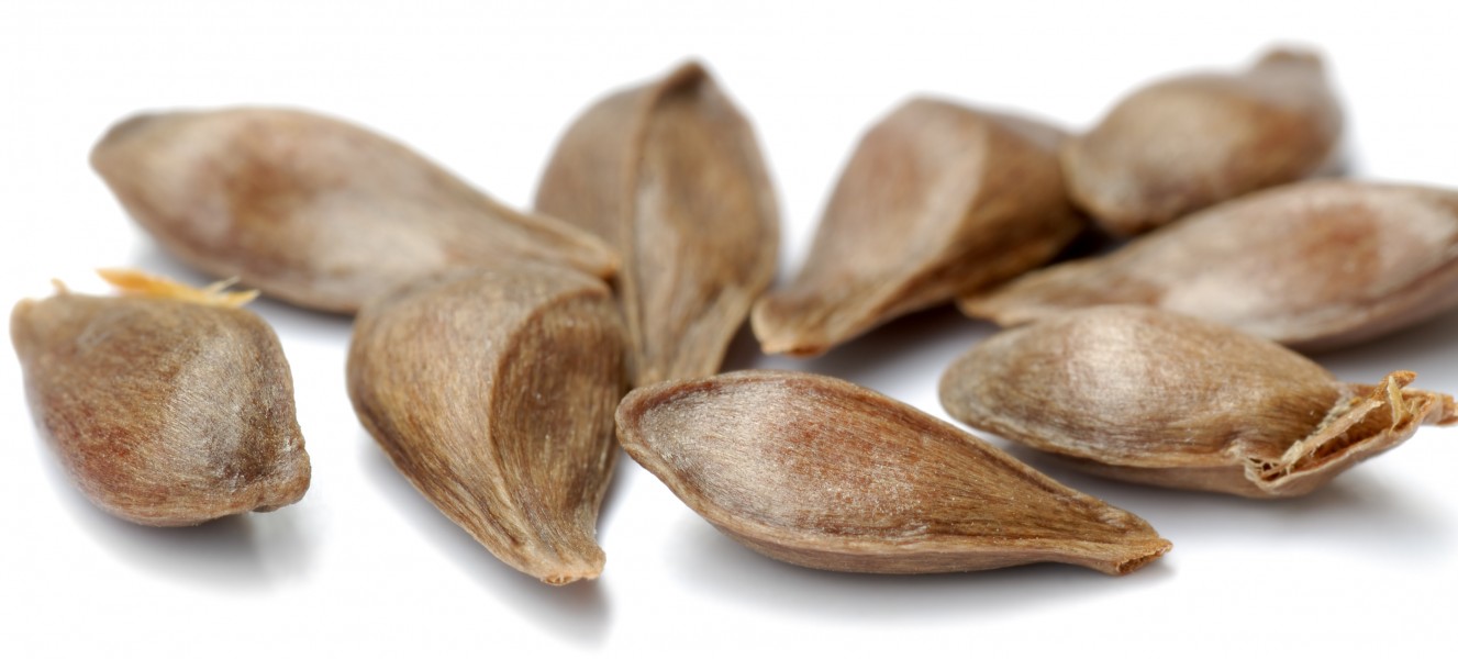 Apple seeds - variety Rajka (aka)