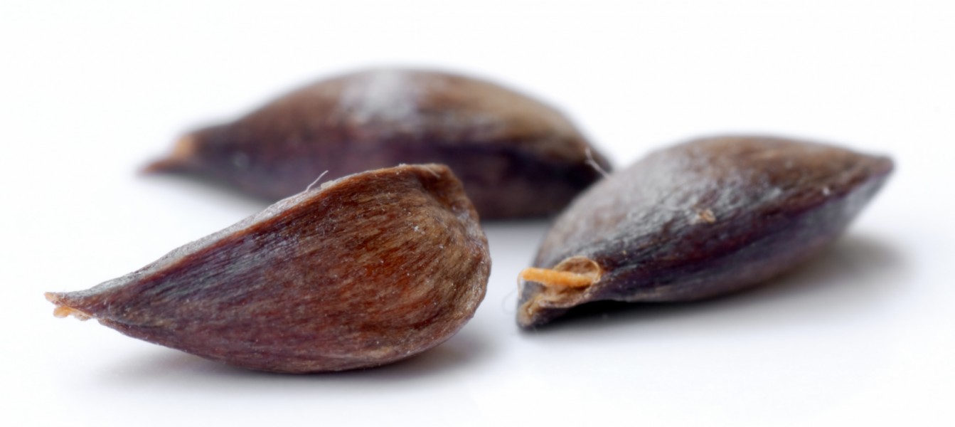 Apple seeds - variety Regia (aka)