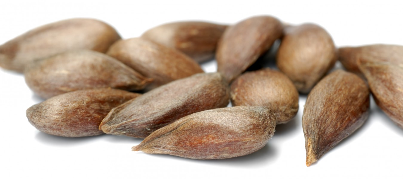 Apple seeds - variety Reglindis (aka)