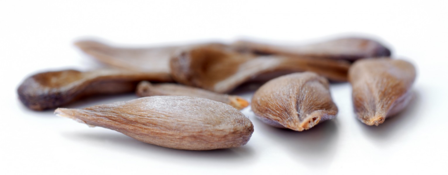 Apple seeds - variety Roter Eiserapfel (aka)