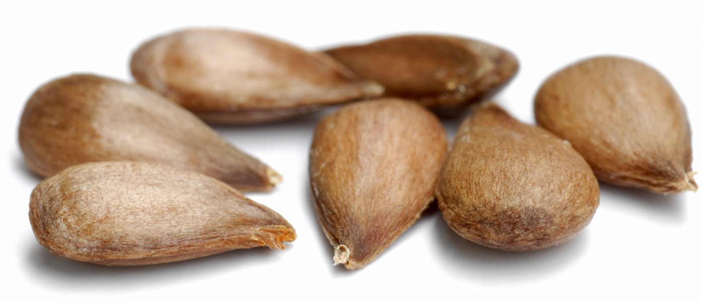 Apple seeds - variety Schweizer Orangen (aka)