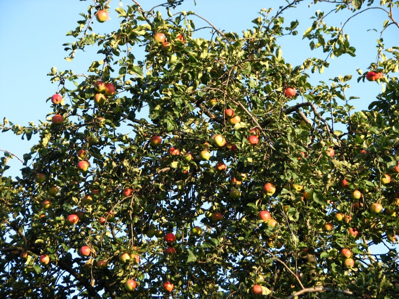 Apples on branches 01