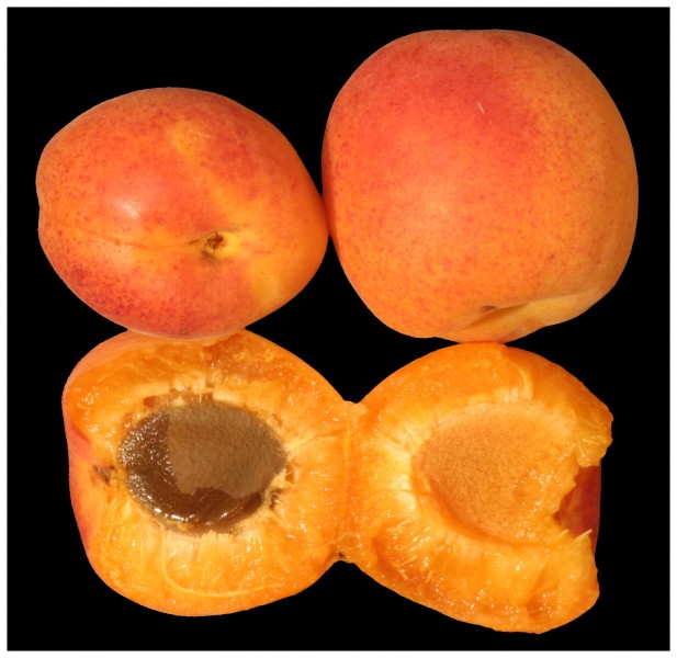 Apricots one open