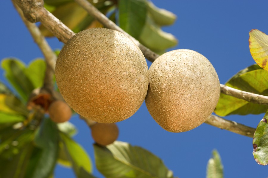 ARS- Pouteria sapota