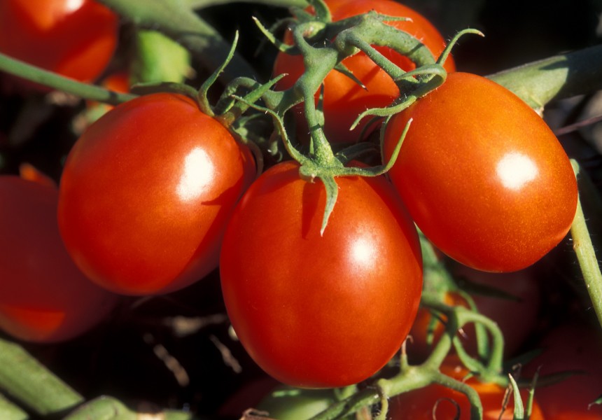 ARS Ohio processing tomato