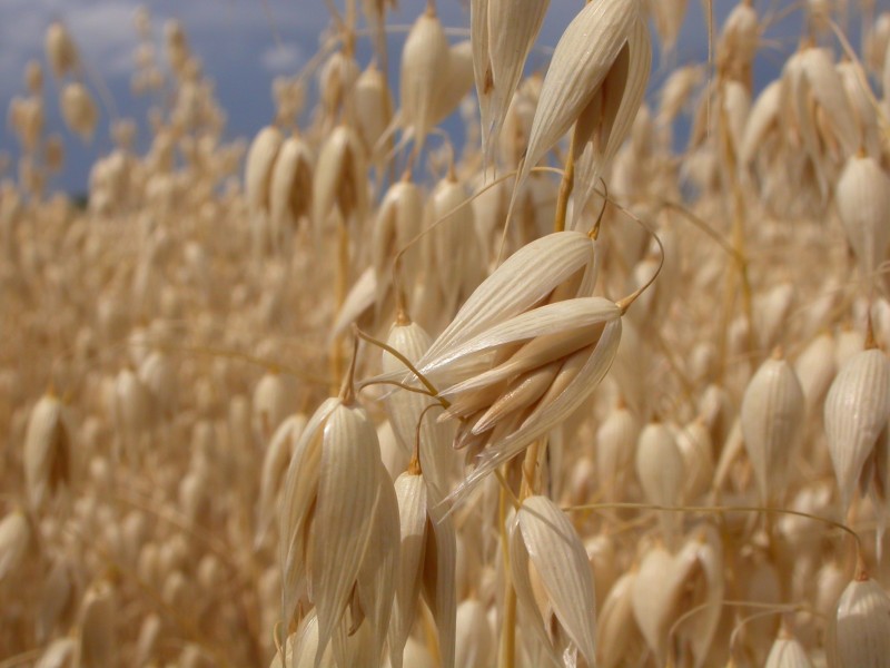 Avena sativa (3873730509)