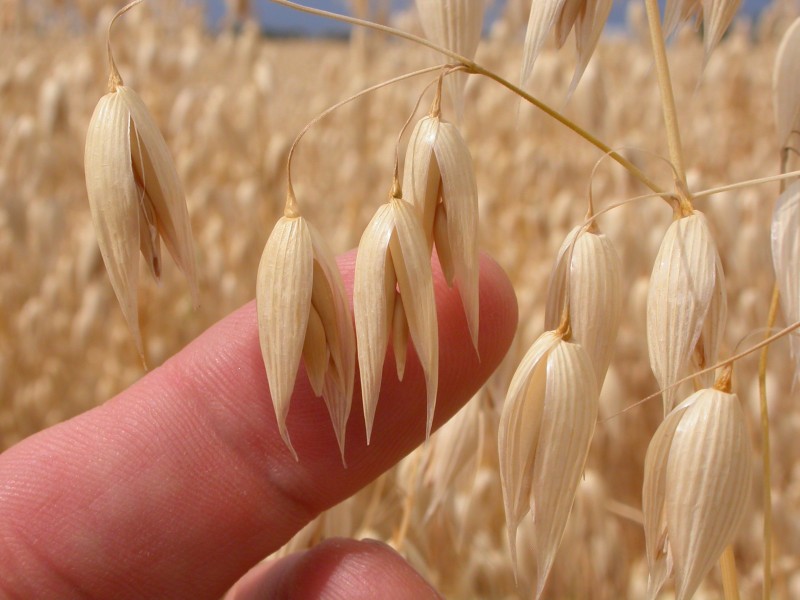 Avena sativa (3873732125)