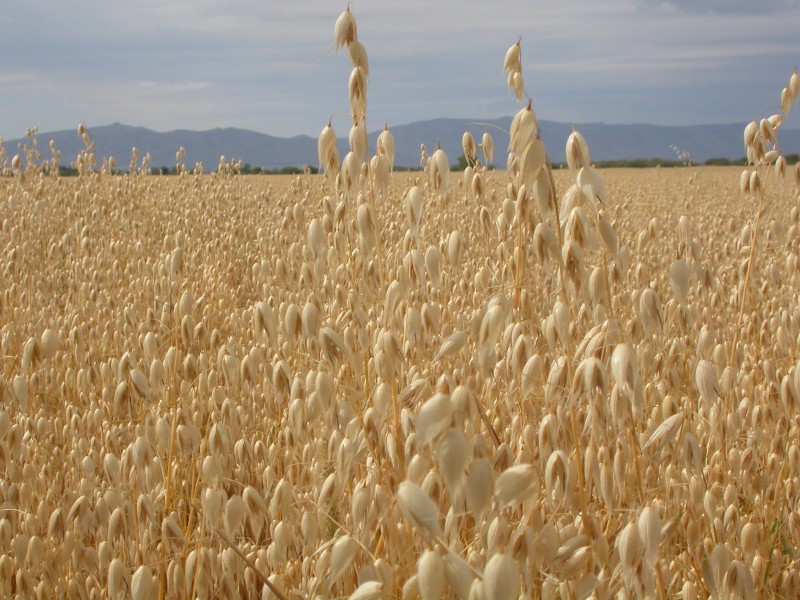 Avena sativa (3874515110)