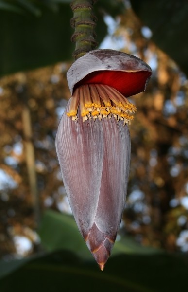 Banana flower edit1
