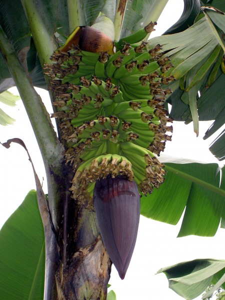 Banana in Kenya