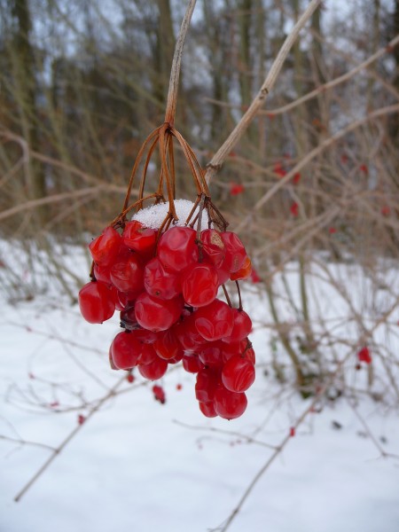 Beeren im Schnee