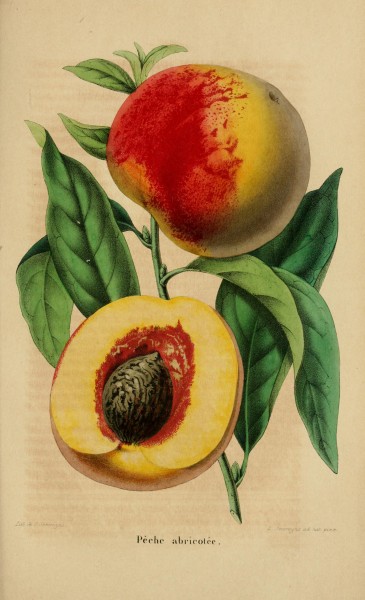 Belgique horticole BHL4963591
