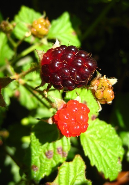 Berries 01 Orcas
