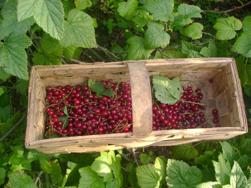 Berrys