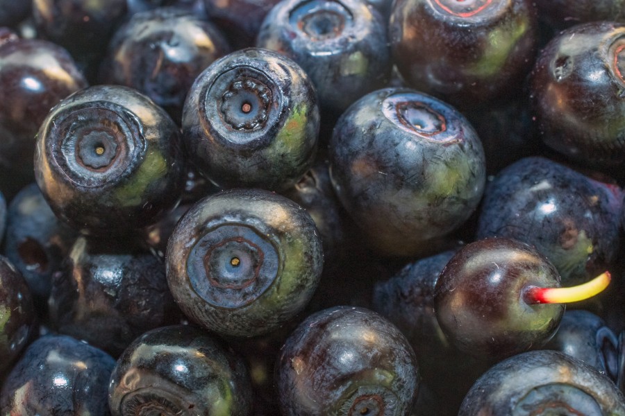 Bilberries2