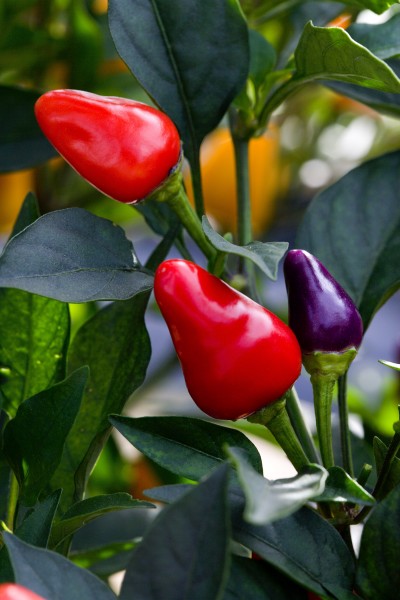 Black Pearl Peppers