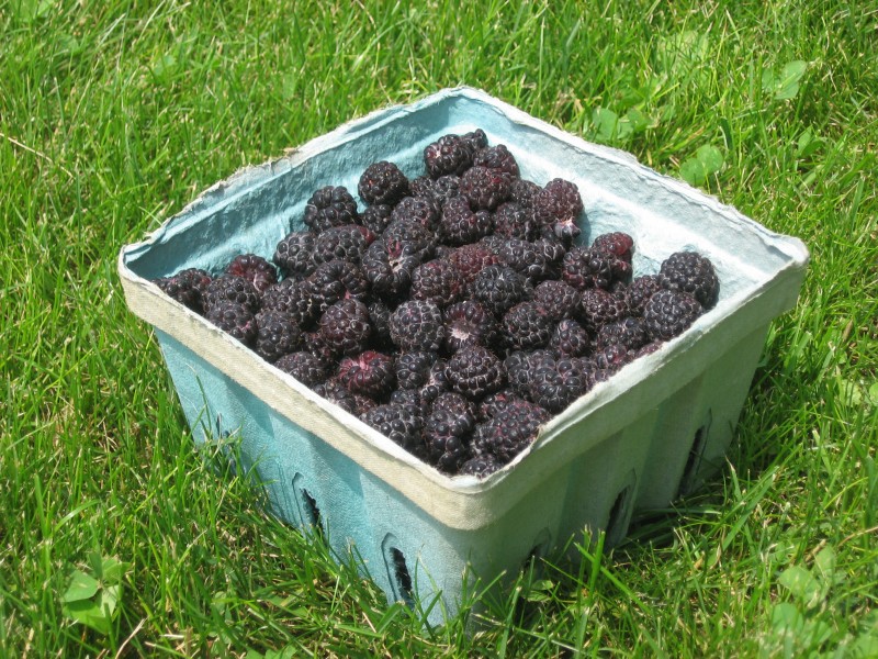 Black raspberries in a basket, angled view
