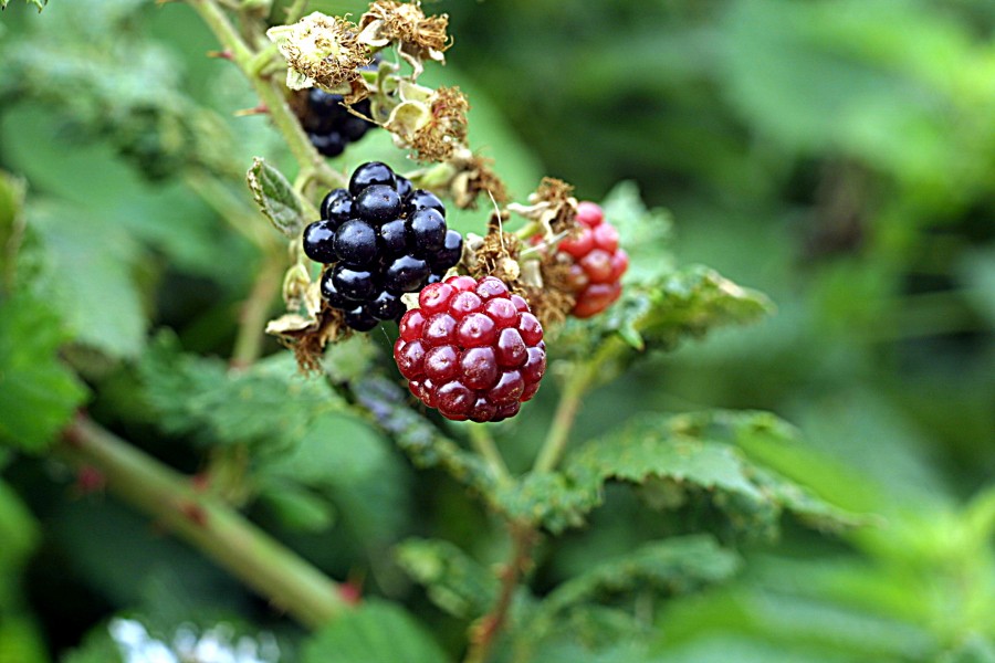 Blackberries, ripe and unripe