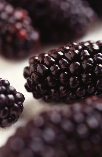 Blackberry - Hillsboro, Oregon