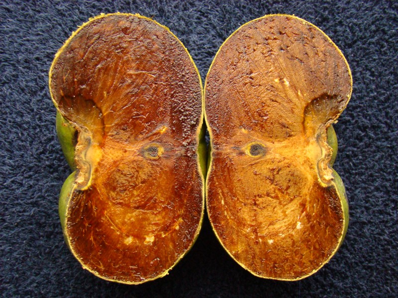 BlackSapote Cupidon3 Asit