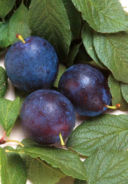 Bluebyrd plum
