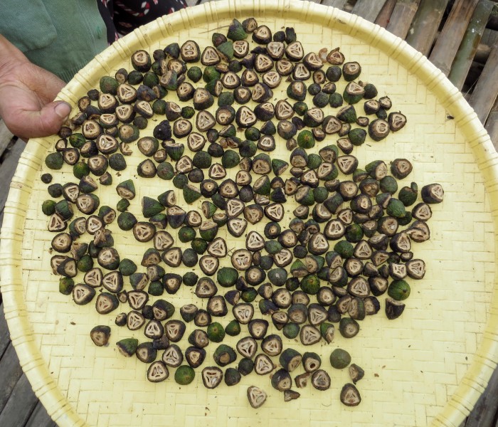 Canarium resiniferum IMG 8161