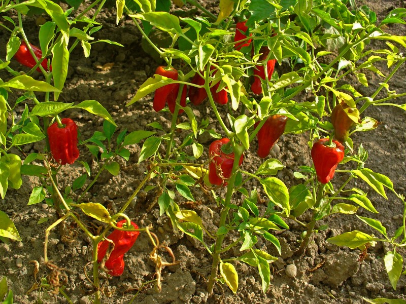 Capsicum annuum 003