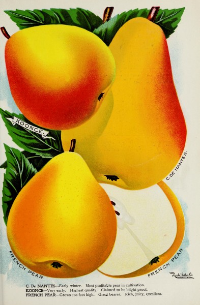 Catalogue (1899) (20363708628)