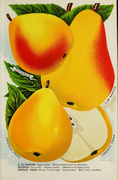 Catalogue (1902) (20564589455)