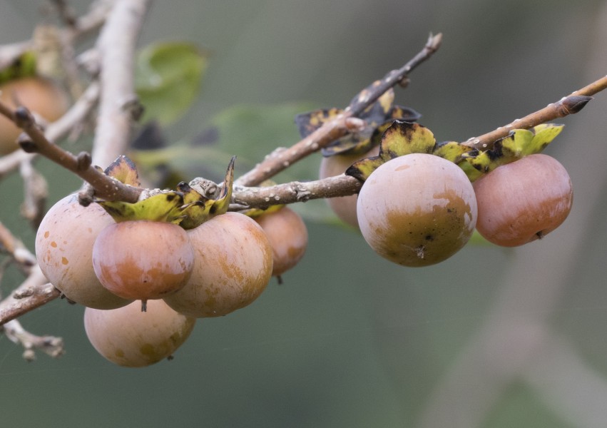 Caucasian persimmon - Diospyros lotus 07