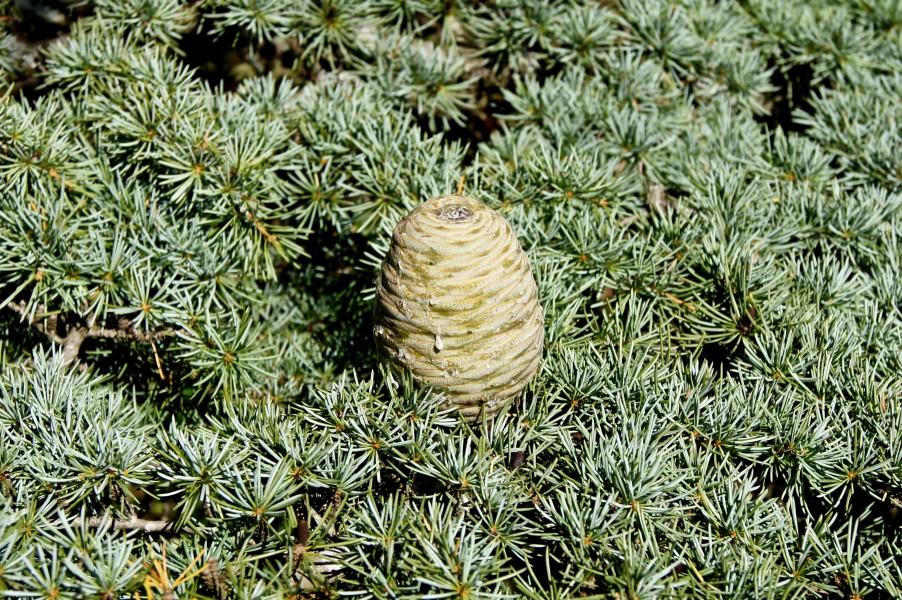 Cedrus libani fruit