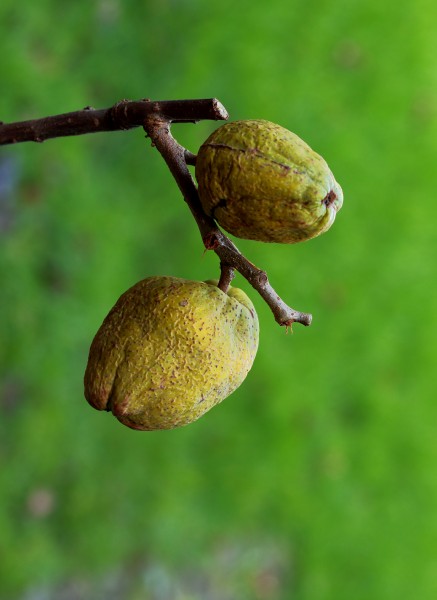 Chaenomeles x superba 'nicolina' (chinese kwee). Locatie. Tuinreservaat Jonkervallei 01