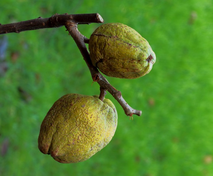 Chaenomeles x superba 'nicolina' (chinese kwee). Locatie. Tuinreservaat Jonkervallei 03
