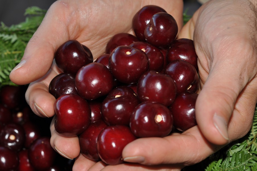 Cherries cerezas Valle del Jerte 02