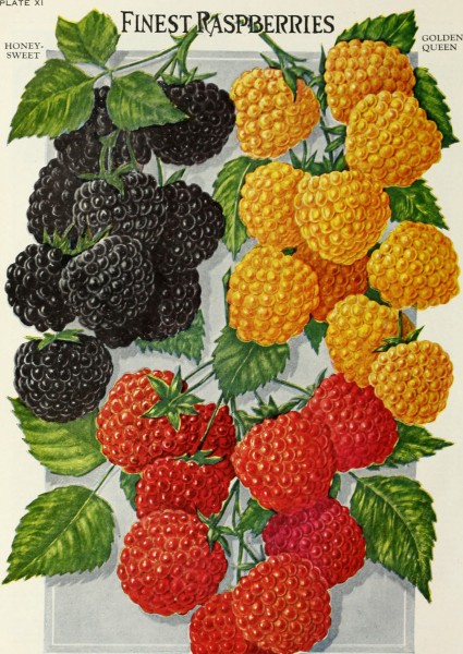 Childs' seeds that satisfy bulbs that bloom plants that please berries that bear perennials that pay and roses that rare (1921) (20599471022)