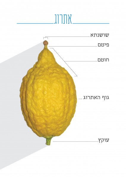 Citron on its parts