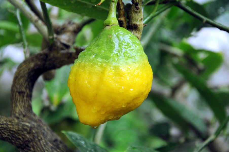 Citrus medica 001