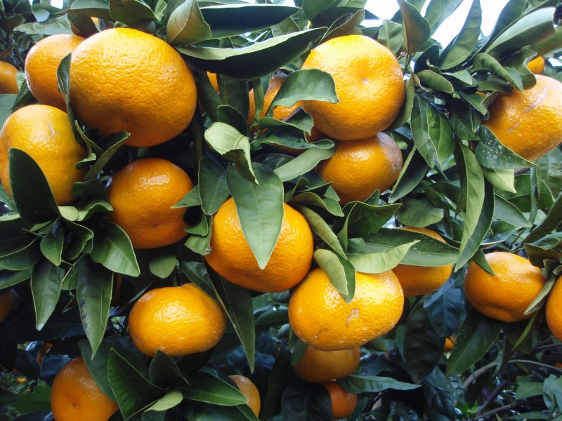 Citrus unshiu 20101127 c
