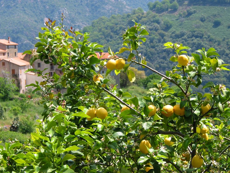 Citrus x Limon JPG1