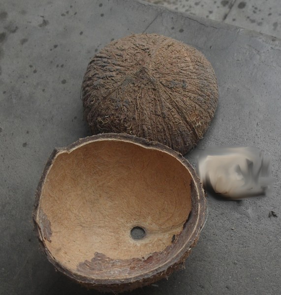 Coconut shell,TamilNadu150