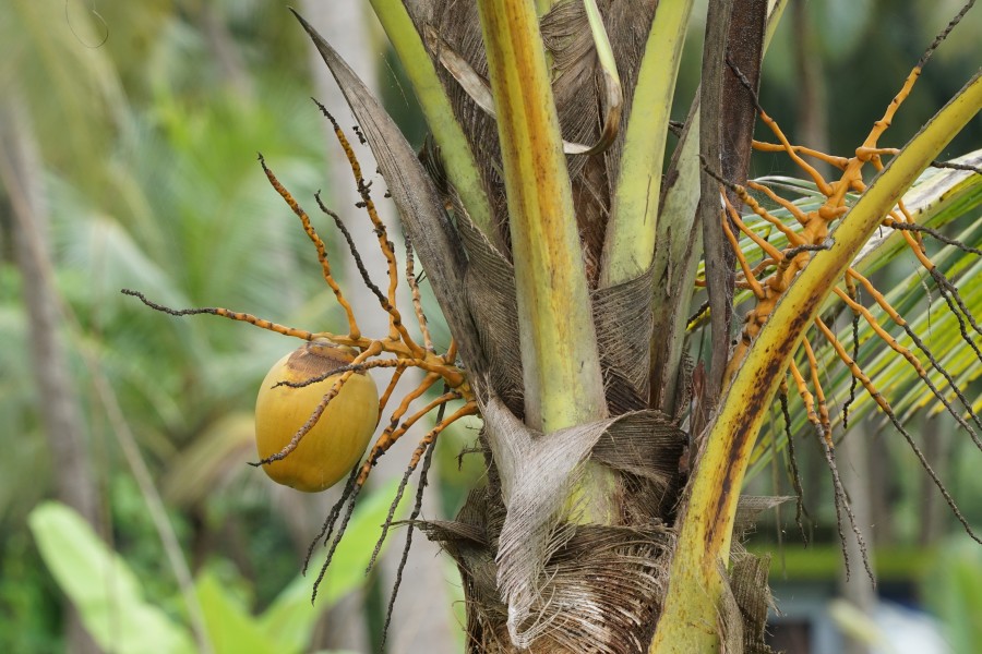 Coconut tree 06271