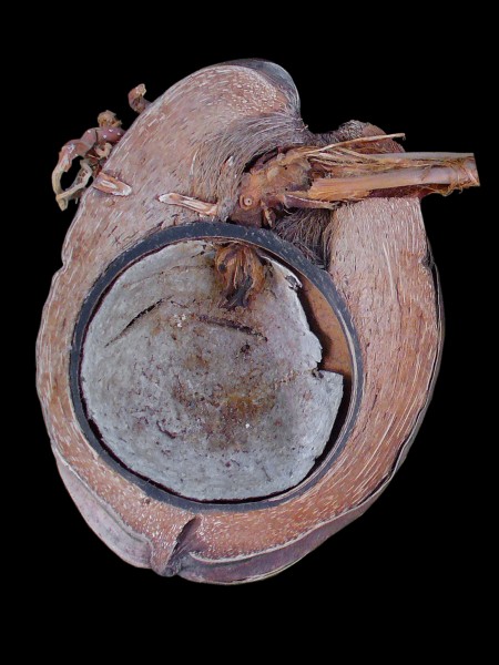Cocos nucifera 001