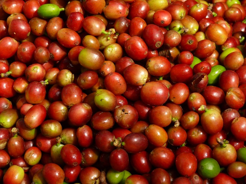 Coffee berries harvest in Anaimalai Hills, Southern Western Ghats P1110963