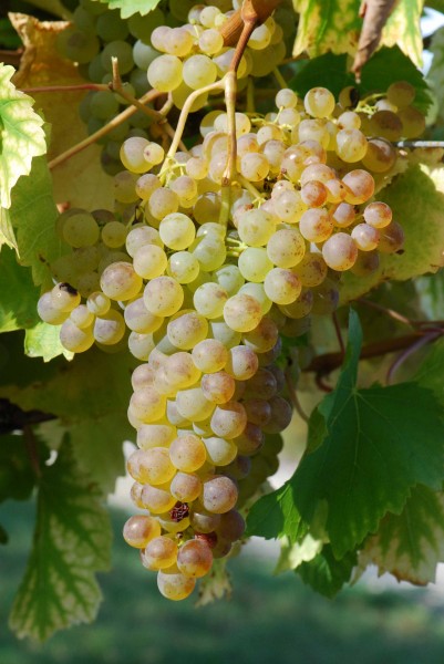 Colombard raisin
