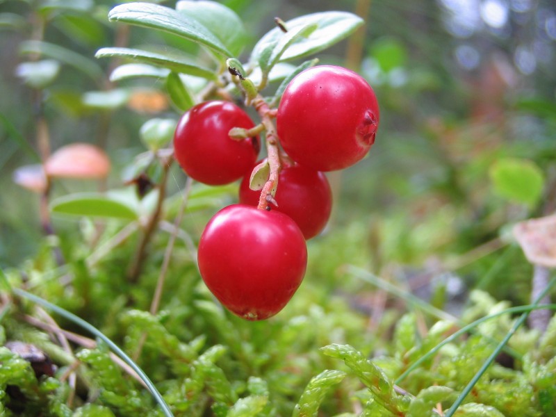 Cowberry