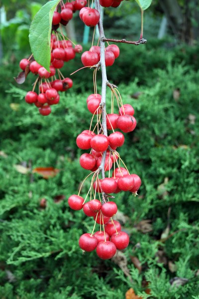 Crab Apple (Malus sikkimensis) (1444) Relic38