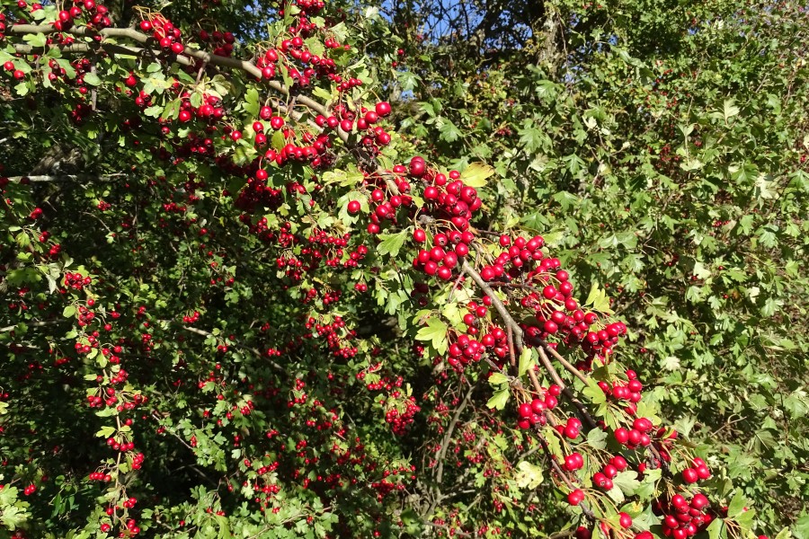 Crataegus 01