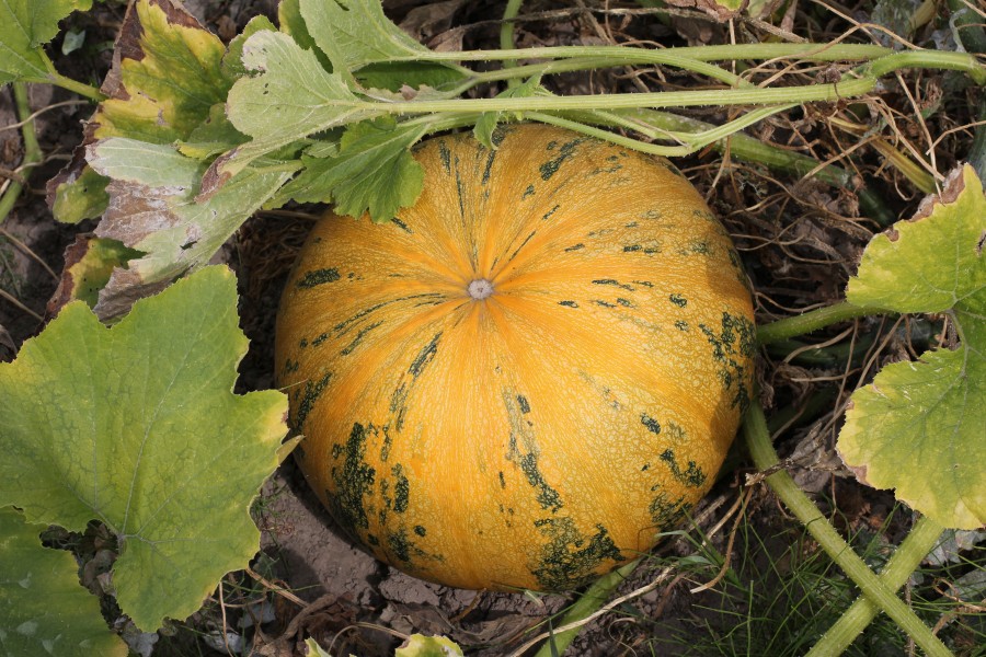 Cucurbita pepo 2015 G1